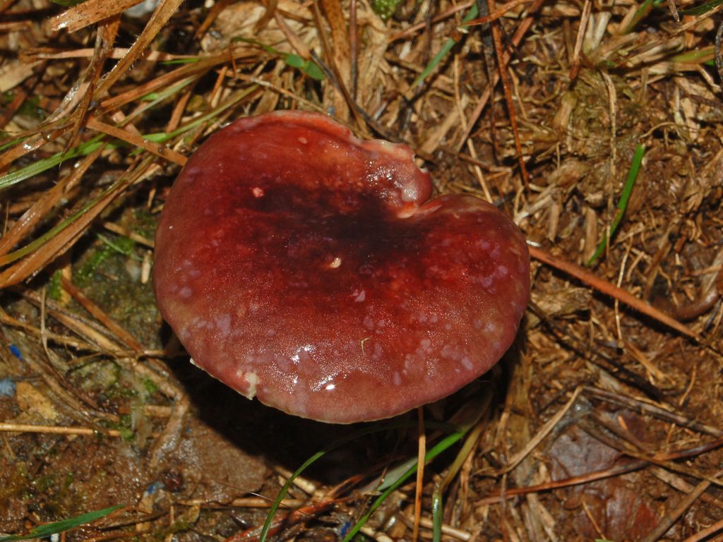 Una russula da determinare